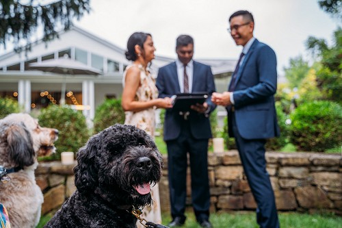 dogs during outdoor ceremony at 13th street winery