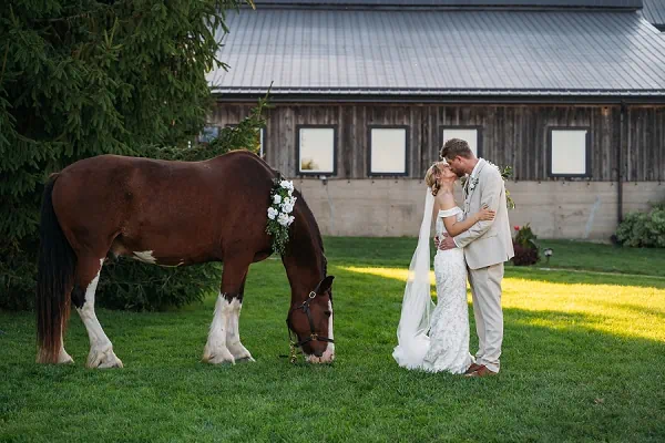 bride and groom with horses at sue ann staff estate winery