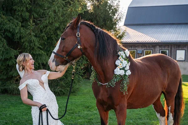 bride petting horse at sue ann staff estate winery
